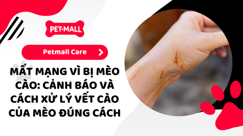 Mất mạng vì mèo