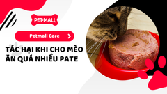 Thức ăn mèo